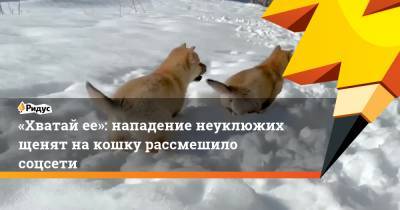 «Хватай ее»: нападение неуклюжих щенят накошку рассмешило соцсети - ridus.ru
