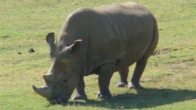 В Кении возрождают северного белого носорога - mir24.tv - Кения