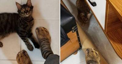 Реакция кошки на “носки-лапы” рассмешила Сеть - skuke.net