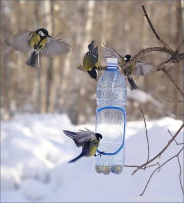 Запорожцев приглашают на Хортицу на кормление птиц - inform.zp.ua - Украина - Запорожье