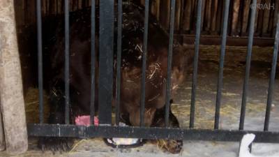 Медведя Умку из самарского зоопарка поздравили с 23-летием - riafan.ru - Самара