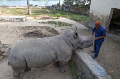 Коронавирус помешал самке носорога со свиданиями - news.bigmir.net - Бангладеш