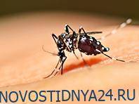 Эпидемиологи нашли спасение от лихорадки денге - novostidnya24.ru - штат Калифорния - штат Мичиган