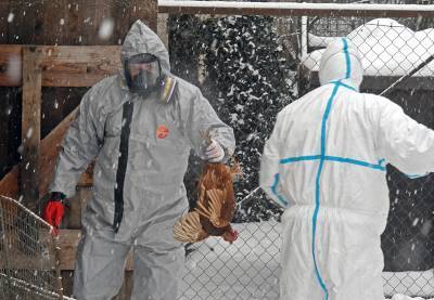 Почти 6 миллионов кур уничтожили в Японии из-за птичьего гриппа - tvc.ru - Япония
