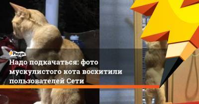 Надо подкачаться: фото мускулистого кота восхитили пользователей Сети - ridus.ru