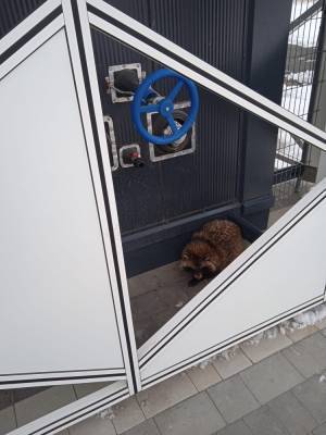 Енотовидная собака пришла в запорожский аэропорт, – фото - inform.zp.ua - Украина - Запорожская обл.