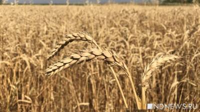 Цена российской пшеницы на мировом рынке бьет рекорды - newdaynews.ru - Россия