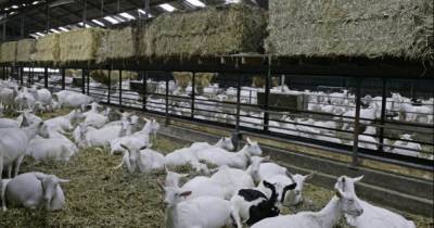 В Нидерландах вырос уровень пневмонии на козьих фермах, ученые ищут новую инфекцию - focus.ua - Голландия