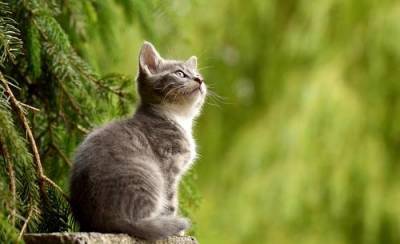 «Кто самый умный?»: Нейробиологи выяснили, что кошки умнее собак - argumenti.ru - Германия