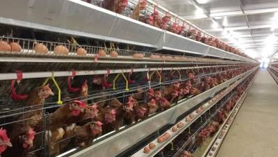 Крупнейший производитель мяса птицы в Ленобласти открыл интернет-магазин - dp.ru - Ленобласть обл.