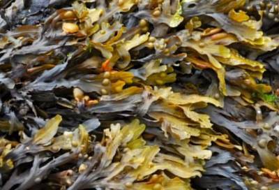 В Японском море обнаружены водоросли для борьбы с коронавирусом - actualnews.org - Китай