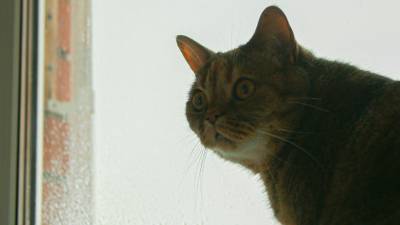 Ангелина Сиротина - Ветеринар назвала признаки повышенной температуры у кошек - mir24.tv