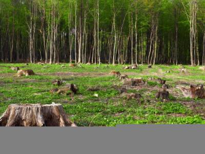 Андрей Малеваный - В Украине окружающей среде нанесли убытков на более 2 млрд грн в 2020 году - gordonua.com - Украина