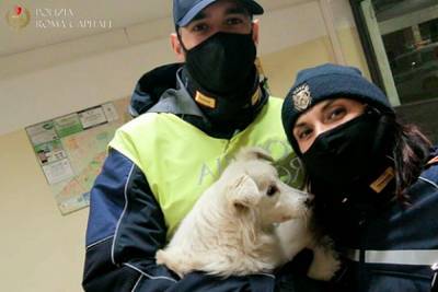 Полицейские нашли пропавшую слепую собаку и вернули ее хозяину - lenta.ru - Италия - Рим