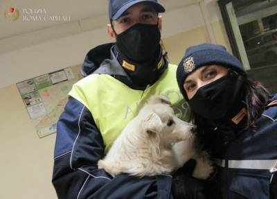 Могла попасть под машину: полицейские нашли пропавшую слепую собаку и вернули хозяину - province.ru