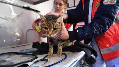 Ангелина Сиротина - Ветеринар назвала признаки высокой температуры у кошек и собак - iz.ru - Израиль