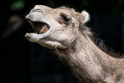 Агрессивный верблюд укусил в лицо смотрителя зоопарка - lenta.ru - Германия