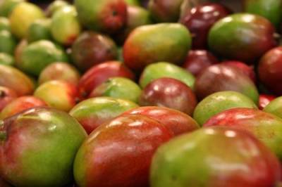 Американские ученые считают, что употребление маленьких порций манго снижает уровень сахара в крови - argumenti.ru