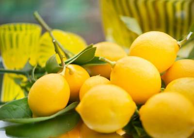 Лимон – его пользу и применение в гастрономии: интересные советы от Марко Черветти - 24tv.ua
