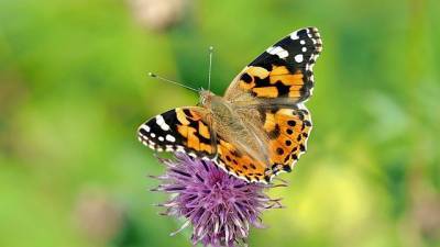 Бабочки-монархи на грани полного исчезновения - cursorinfo.co.il - штат Калифорния - округ Сан-Дий