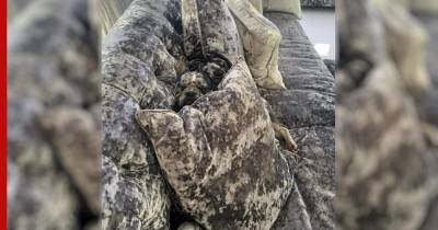 Собаки с необычным окрасом научились прятаться от хозяев, сливаясь с диваном - profile.ru - Сша - Англия
