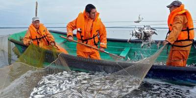Илья Шестаков - Россия согласилась на требования Китая по рыбе - ruposters.ru - Россия - Китай