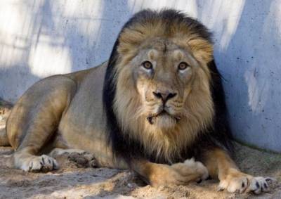 У усыпленного в Таллиннском зоопарке льва обнаружили коронавирус - eadaily.com