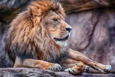 Усыпленный в Таллинском зоопарке лев оказался болен коронавирусом - argumenti.ru - Эстония