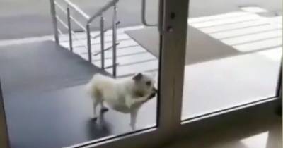 Турецкий Хатико: пес неделю ждал больного коронавирусом хозяина у порога больницы (видео) - focus.ua - Турция
