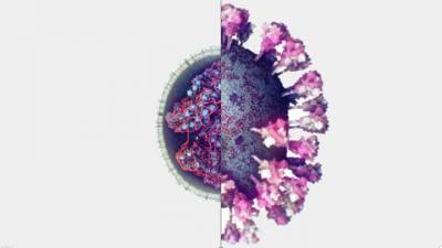 Ученые сделали первое 3D-фото коронавируса - vesti.ru