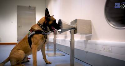 Собаки могут распознать запах носителя COVID-19: опубликованы исследования - focus.ua - Эмираты