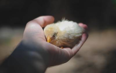 В ФРГ запретят умерщвлять новорожденных цыплят - korrespondent.net - Германия