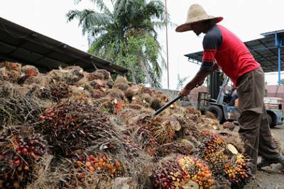 Пальмовое масло рекордно подорожало - lenta.ru - Индонезия - Малайзия