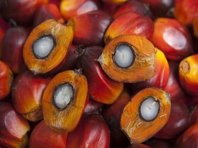 В мире рекордно подорожало пальмовое масло - rosbalt.ru - Индонезия - Малайзия