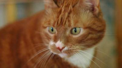 Вирусологи обследуют первого заразившегося COVID-19 кота Рыжика в России - inforeactor.ru - Россия - Юар