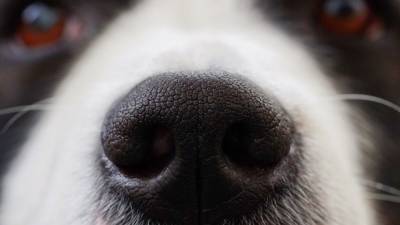 Собаки научились выявлять больных коронавирусом по запаху - newinform.com - Эмираты