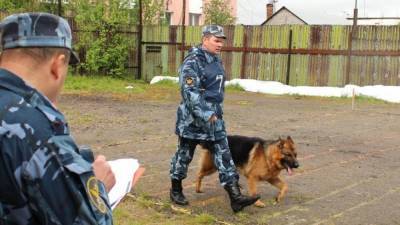 Собак научили распознавать коронавирус по запаху пота - inforeactor.ru