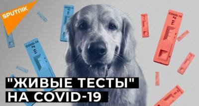 Собак научили распознавать инфицированных COVID-19: как это работает - lv.sputniknews.ru - Латвия