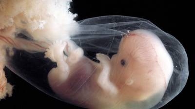 Американские биологи указали на опасность COVID-19 для эмбрионов - nation-news.ru