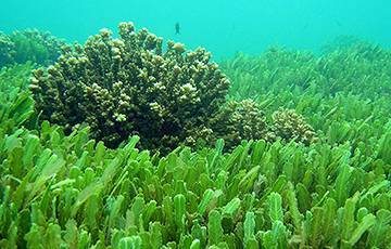 В Японском море обнаружили водоросли для борьбы с коронавирусом - charter97.org - Китай