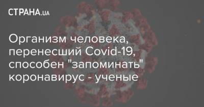 Организм человека, перенесший Covid-19, способен "запоминать" коронавирус - ученые - strana.ua - штат Аризона