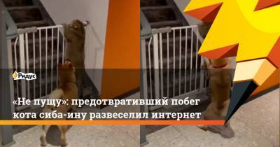 «Не пущу»: предотвративший побег кота сиба-ину развеселил интернет - ridus.ru