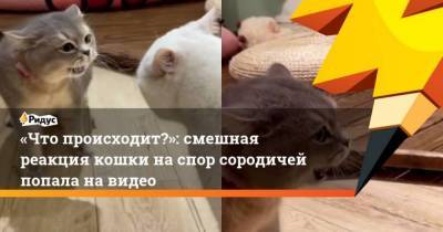 Что происходит?: смешная реакция кошки наспор сородичей попала навидео - skuke.net