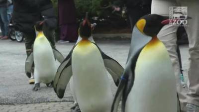 В США пингвины вышли из зоопарка на прогулку и стали героями видео - piter.tv - Сша