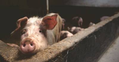 Китай рискует лишиться тысяч голов свиней из-за использования несертифицированных вакцин - focus.ua - Китай