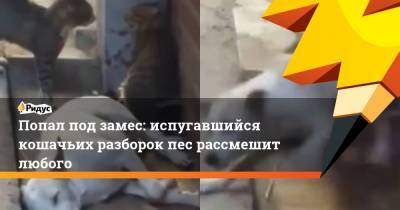 Попал под замес: испугавшийся кошачьих разборок пес рассмешит любого - ridus.ru