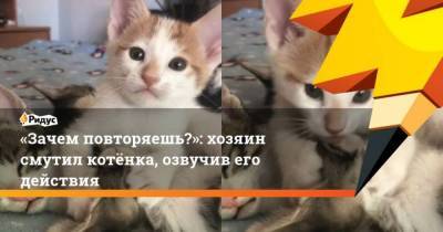 Зачем повторяешь?: хозяин смутил котёнка, озвучив его действия - skuke.net