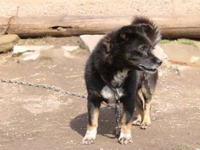 В Башкирии подтвердилось пять случаев бешенства у животных - ufatime.ru - республика Башкирия