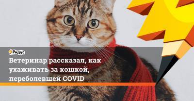 Ветеринар рассказал, как ухаживать закошкой, переболевшей COVID - ridus.ru