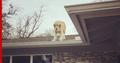Возомнивший себя пауком пес забрался на крышу дома: видео - profile.ru - Usa